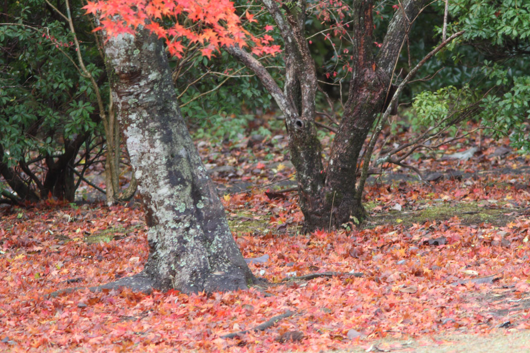 箱根ビジターセンターの周辺は散策路になっており、今年は紅葉がとってもきれいでした